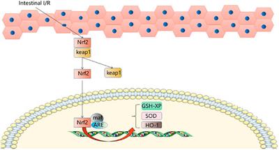 Mechanism Involved in Acute Liver Injury Induced by Intestinal Ischemia-Reperfusion